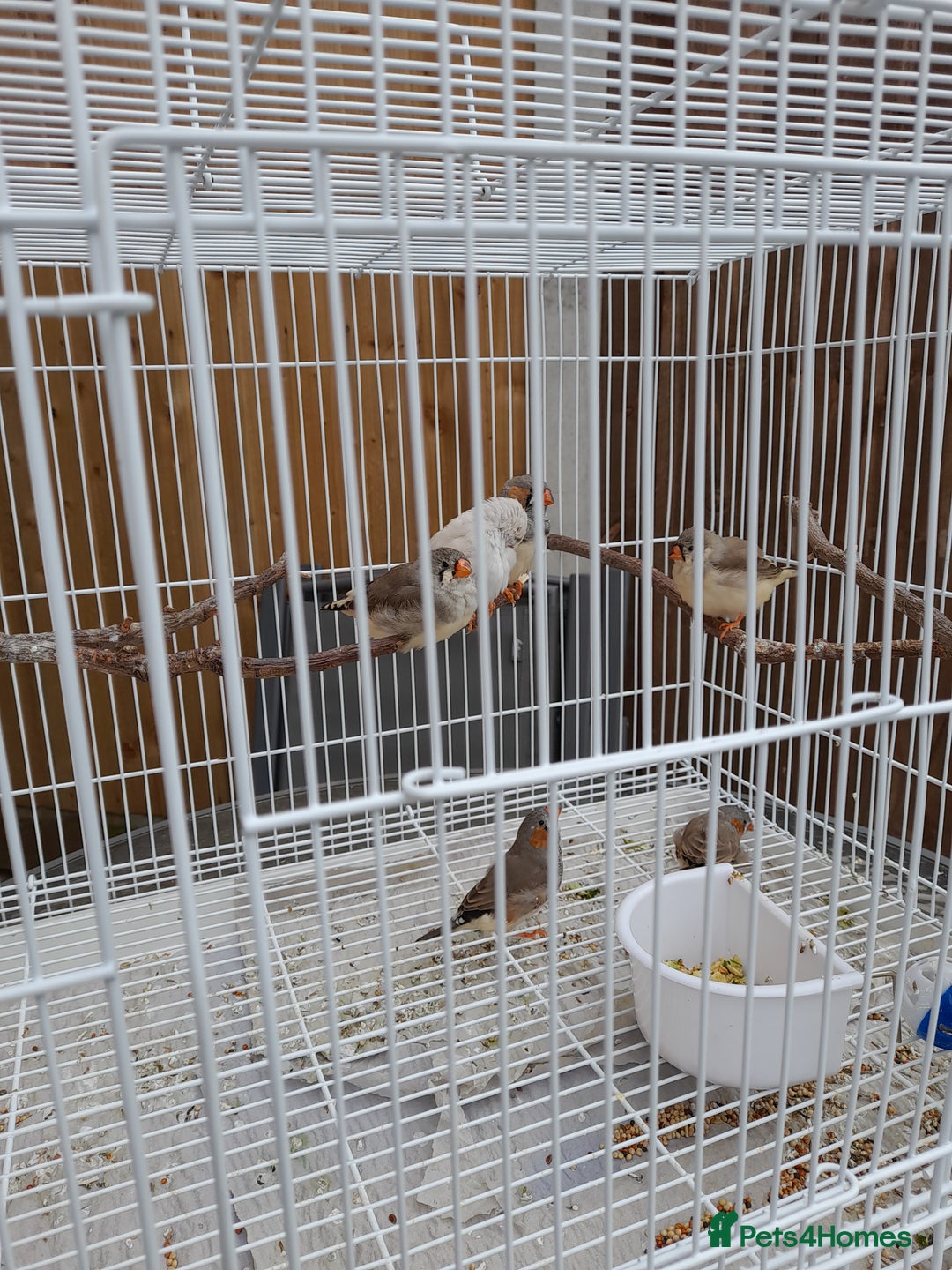 Finches birds for sale: Zebra finches for sale - Image 2