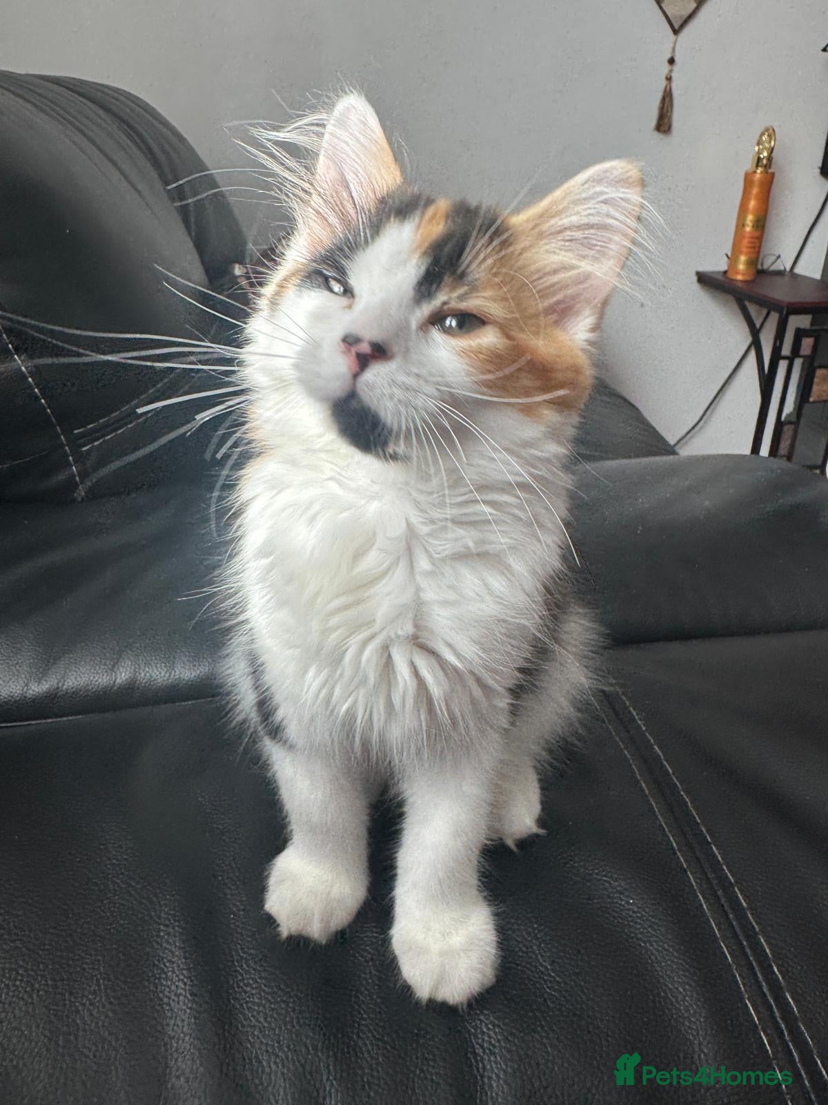 Mixed Breed cats Ragdoll mixed female  - Advert 1