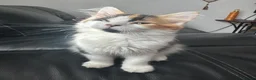 Mixed Breed cats for sale: Ragdoll mixed female  - Advert 1