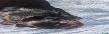 Dachshund Puppy 1