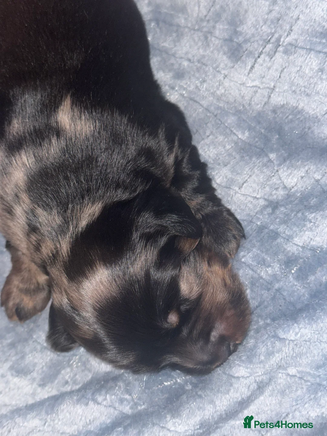 Dachshund dogs for sale: DACHSHUND PUPPIES 🐶🐾 - Advert 6