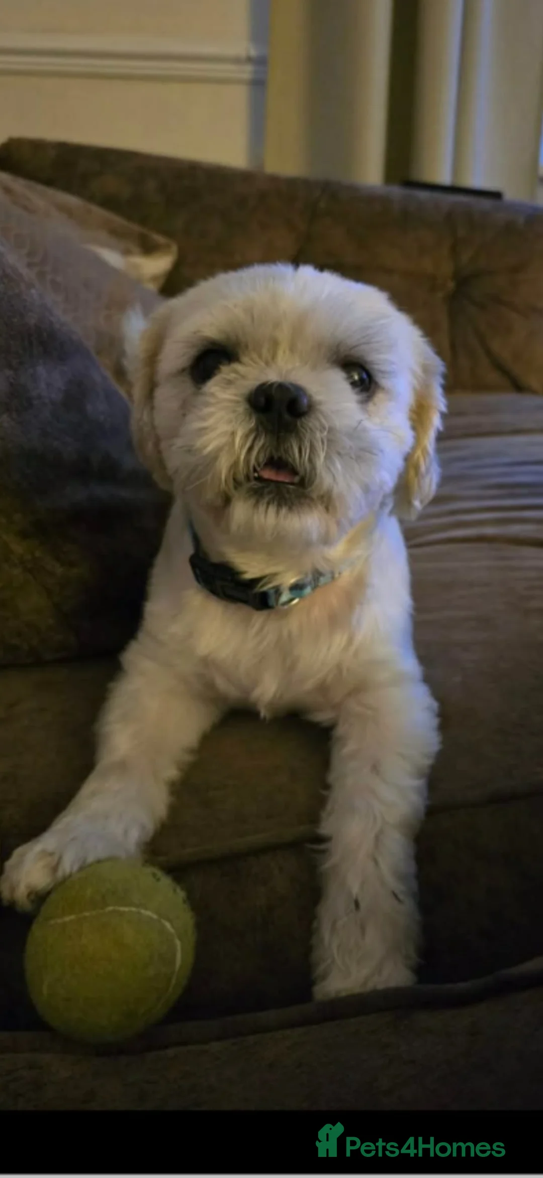 Shih Tzu dogs for stud: Shitzsu for stud - Advert 2