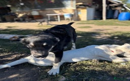 Mixed Breed dogs for adoption: GIZMO - a Lovely young boy for a Loving Home - Image 10