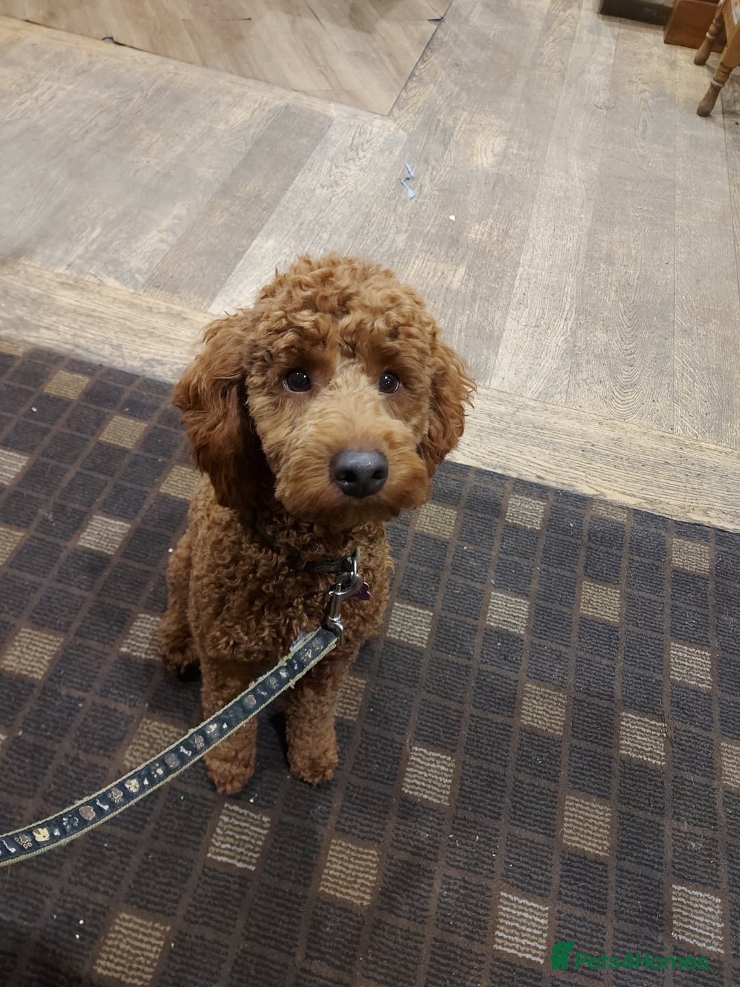 Miniature Poodle dogs for stud: OUR BARRY-KC REGISTERED MINIATURE POODLE FOR STUD in Preston - Advert 7