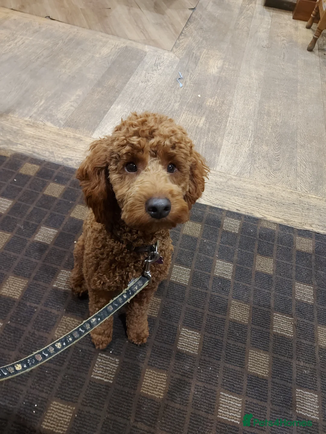 Miniature Poodle dogs for stud: OUR BARRY-KC REGISTERED MINIATURE POODLE FOR STUD in Preston - Advert 7