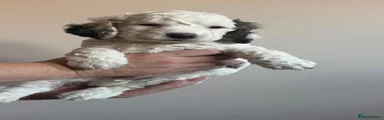 Cockapoo 4