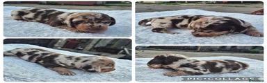 Miniature Dachshund 1