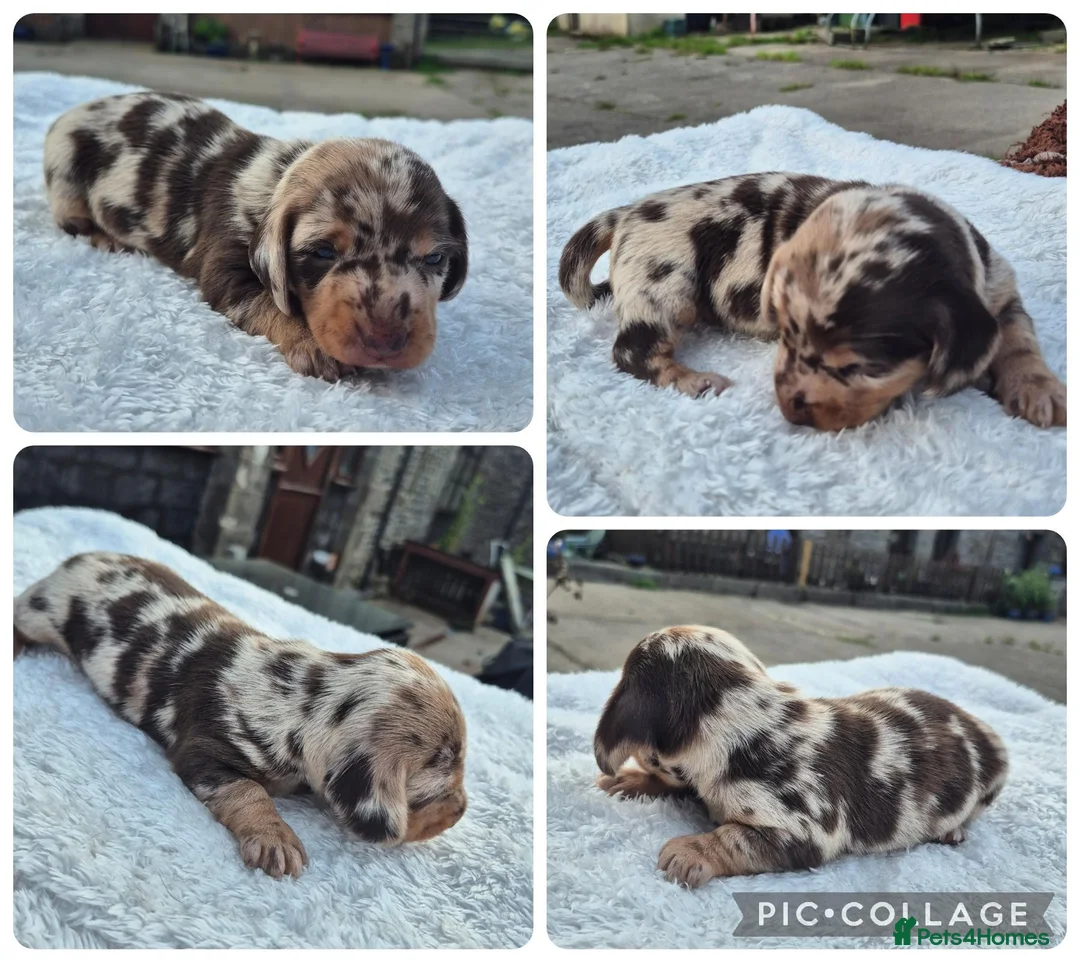 Miniature Dachshund dogs for sale: PRA CLEAR MINIATURE DACHSHUND BOY - Advert 17
