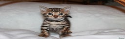 Bengal cats for sale: Pedigree TICA Bengal Kittens - Ready 07/01/26 - Advert 6