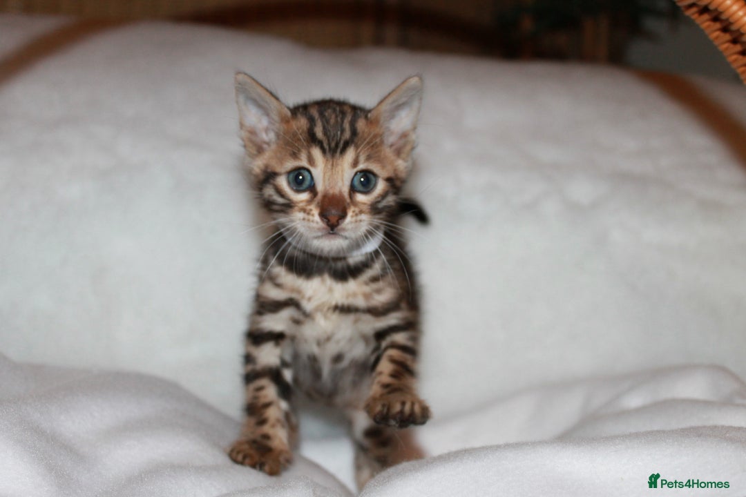 Bengal cats for sale: Pedigree TICA Bengal Kittens - Ready 07/01/26 - Advert 6