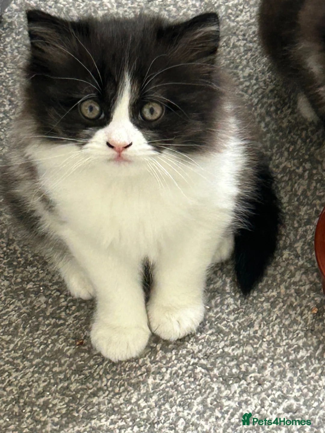 British Shorthair cats for sale: British shorthair cross Domestic longhair kittens  in Chesterfield - Advert 2