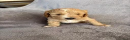 Sproodle dogs for sale: Sproodle puppies  - Advert 2