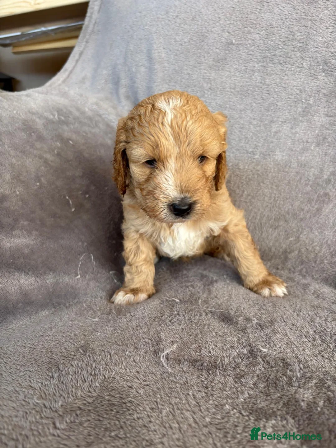 Sproodle dogs for sale: Sproodle puppies  - Advert 2