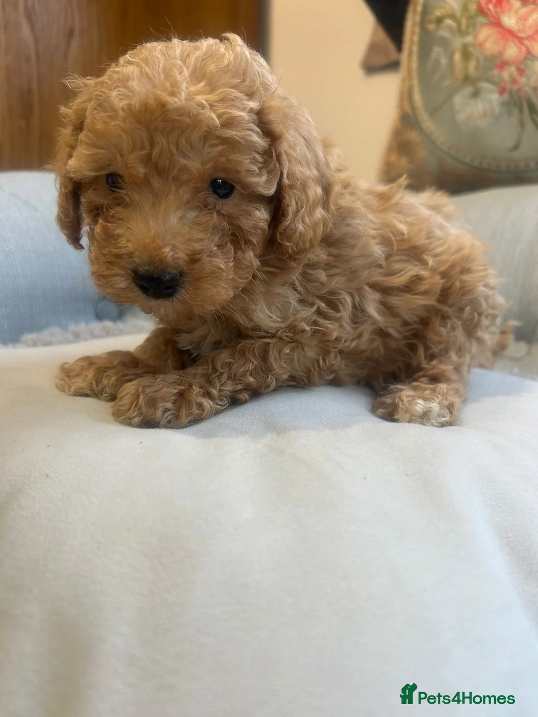Cockapoo dogs for sale: Beautiful babies available  - Advert 29