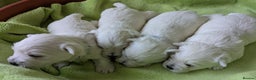 West Highland Terrier dogs for sale: Beautiful KC Registered White WestHighland Terrier - Advert 4
