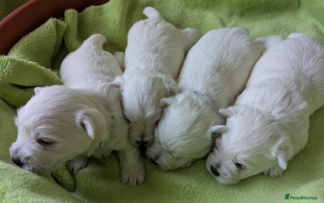 West Highland Terrier dogs for sale: Beautiful KC Registered White WestHighland Terrier - Advert 4