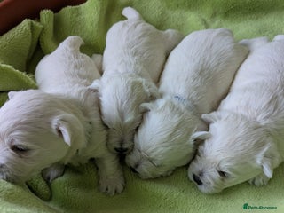 West Highland Terrier dogs Beautiful KC Registered White WestHighland Terrier - Advert 2