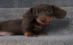 Miniature Dachshund dogs for sale: 🩷2 BABIES LEFT🐶READY TODAY🐶HAD 1ST/2ND JAB🩵 in Chorley - Image 26