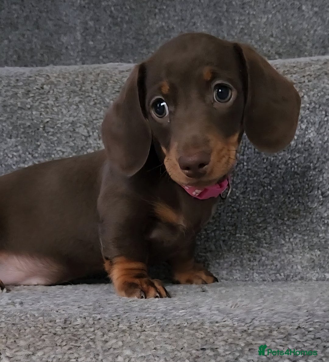 Miniature Dachshund dogs for sale: 🩷2 BABIES LEFT🐶READY TODAY🐶HAD 1ST/2ND JAB🩵 in Chorley - Image 26