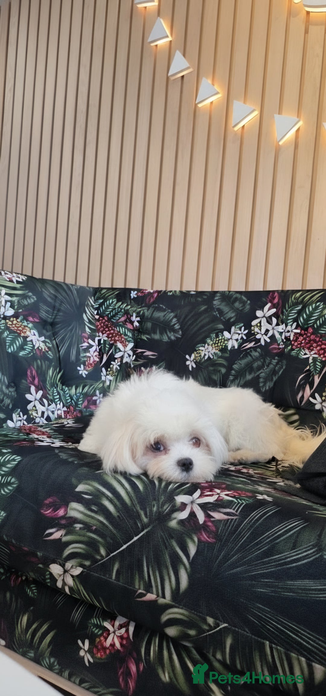 Maltese dogs for sale: Loving 8 month old puppy  - Image 3
