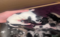 Mixed Breed dogs for sale: Chiweenie puppies for sale  - Image 5