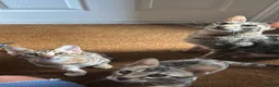 Savannah cats for sale: Savannah and Bengal hybrid kittens  - Advert 4