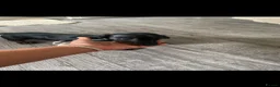 Miniature Dachshund dogs for sale: miniature dachshund boys  - Advert 2