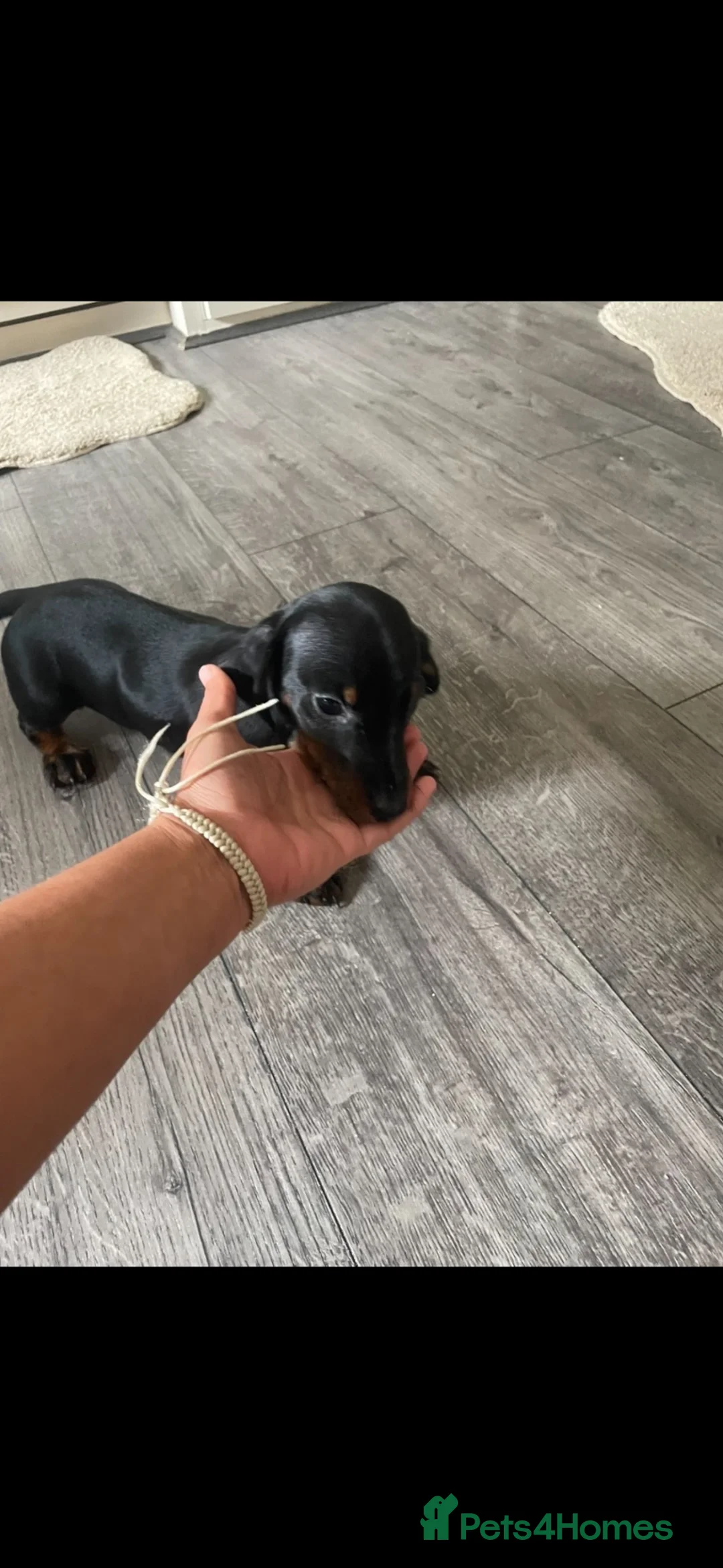 Miniature Dachshund dogs for sale: miniature dachshund boys  - Advert 2