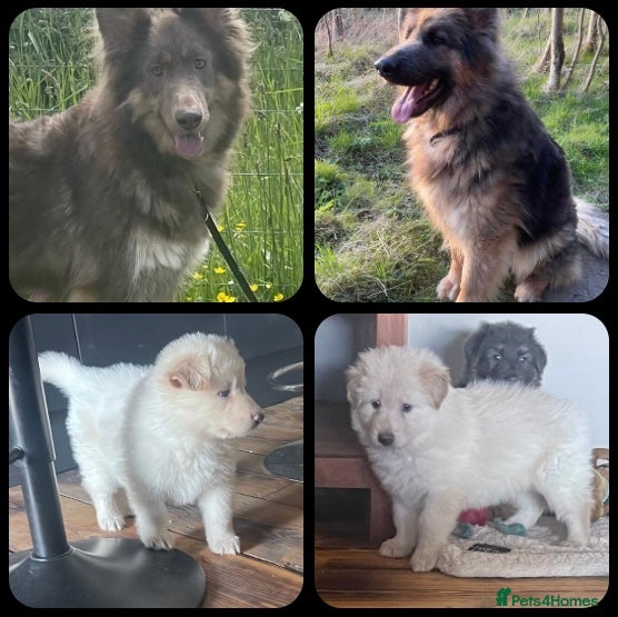 German Shepherd dogs KC Reg long coat straight backed puppies  - Advert 1