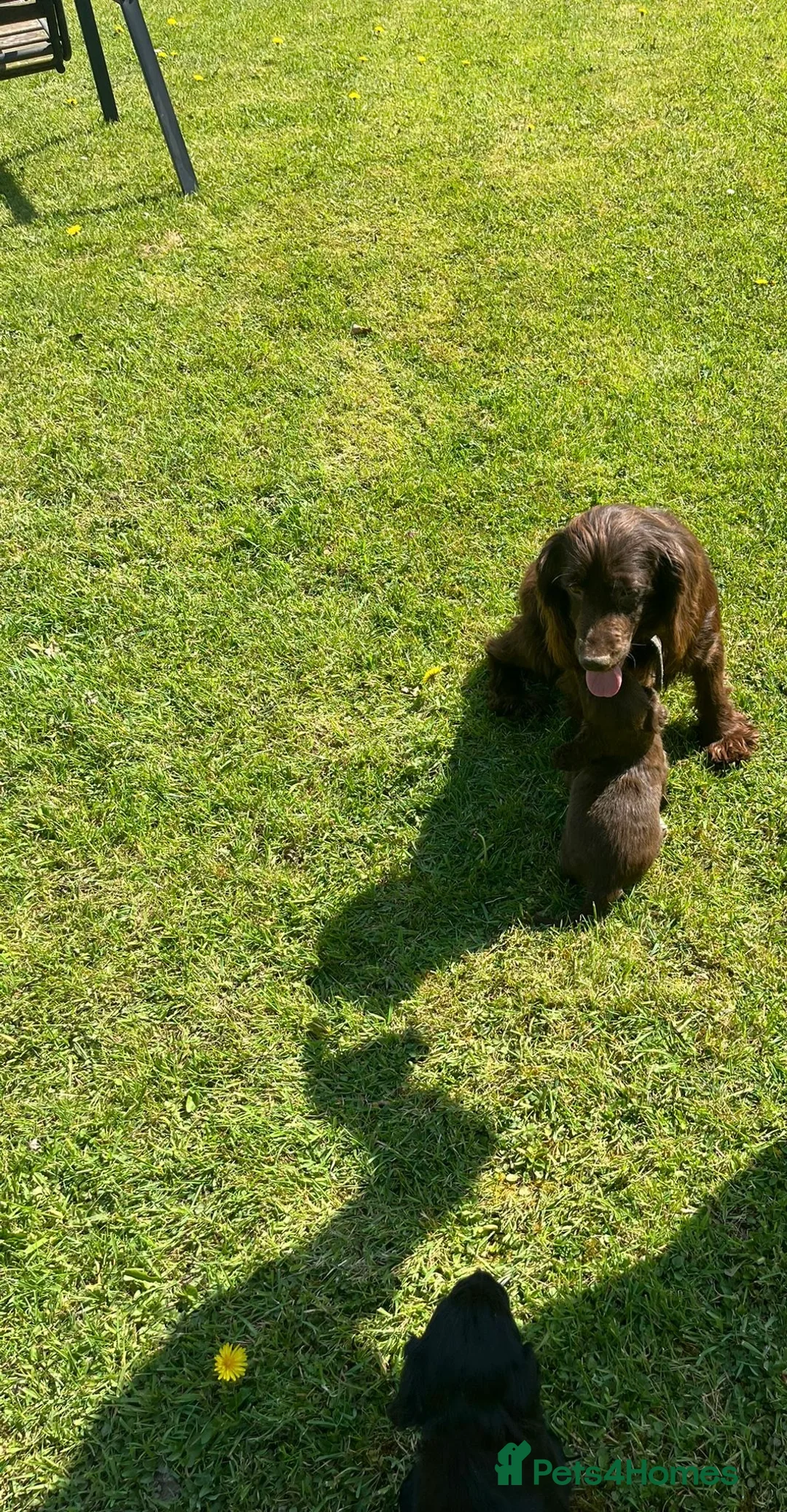 Cocker Spaniel dogs for sale: Cocker spaniel puppies  - Advert 2