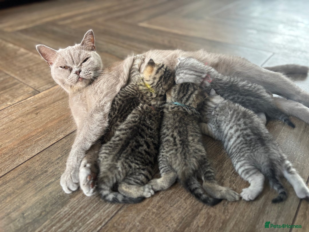 British Shorthair cats for sale: 💎Rare BSH Kittens💎Pedigree Champion Blood Line💎 - Image 28