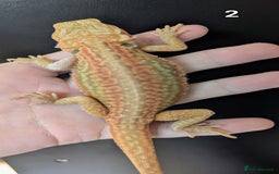 Bearded Dragon reptiles for sale: Bearded dragons male. Last few left - Image 2