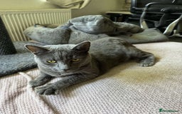 British Shorthair cats for sale: Storm - Image 3