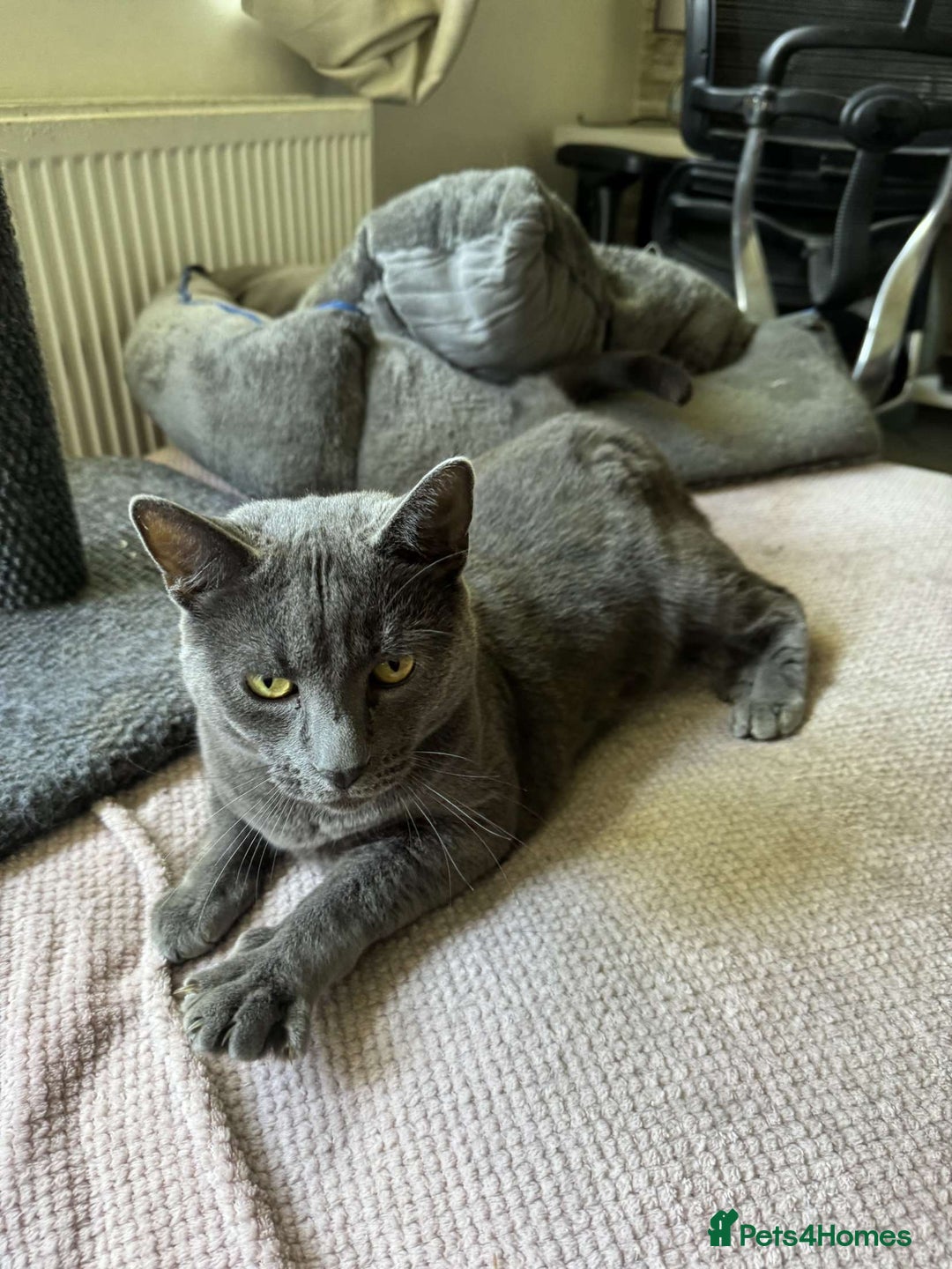 British Shorthair cats for sale: Storm - Image 3