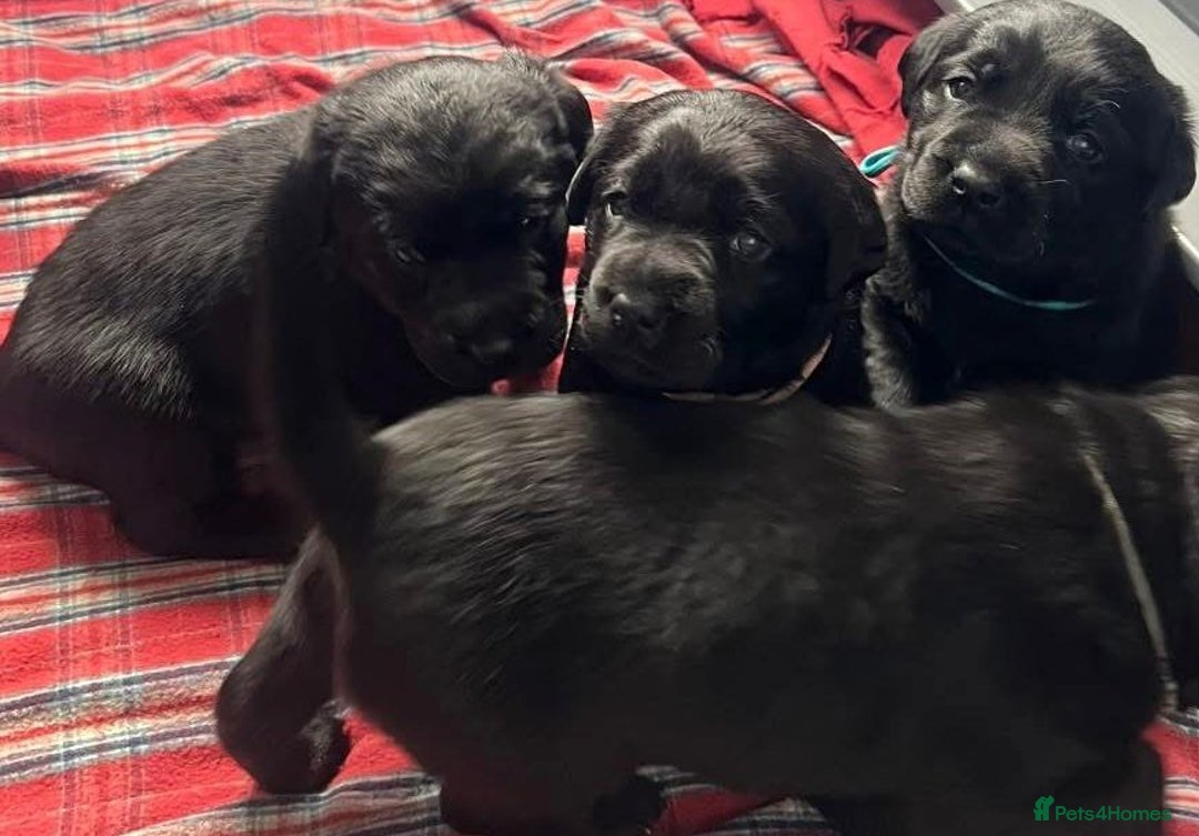 Labrador Retriever dogs for sale: Labrador Puppies  - Image 9