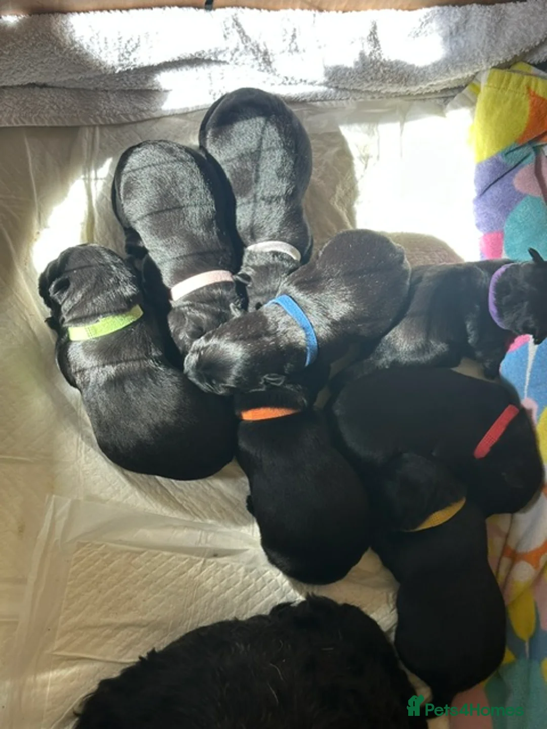 Scottish Terrier dogs for sale: Scottish Terrier, Scottie Dog - Advert 2