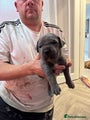 Cane Corso Puppy 3