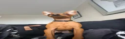 Miniature Pinscher dogs for sale: Miniature pinscher puppies for sale  - Advert 3