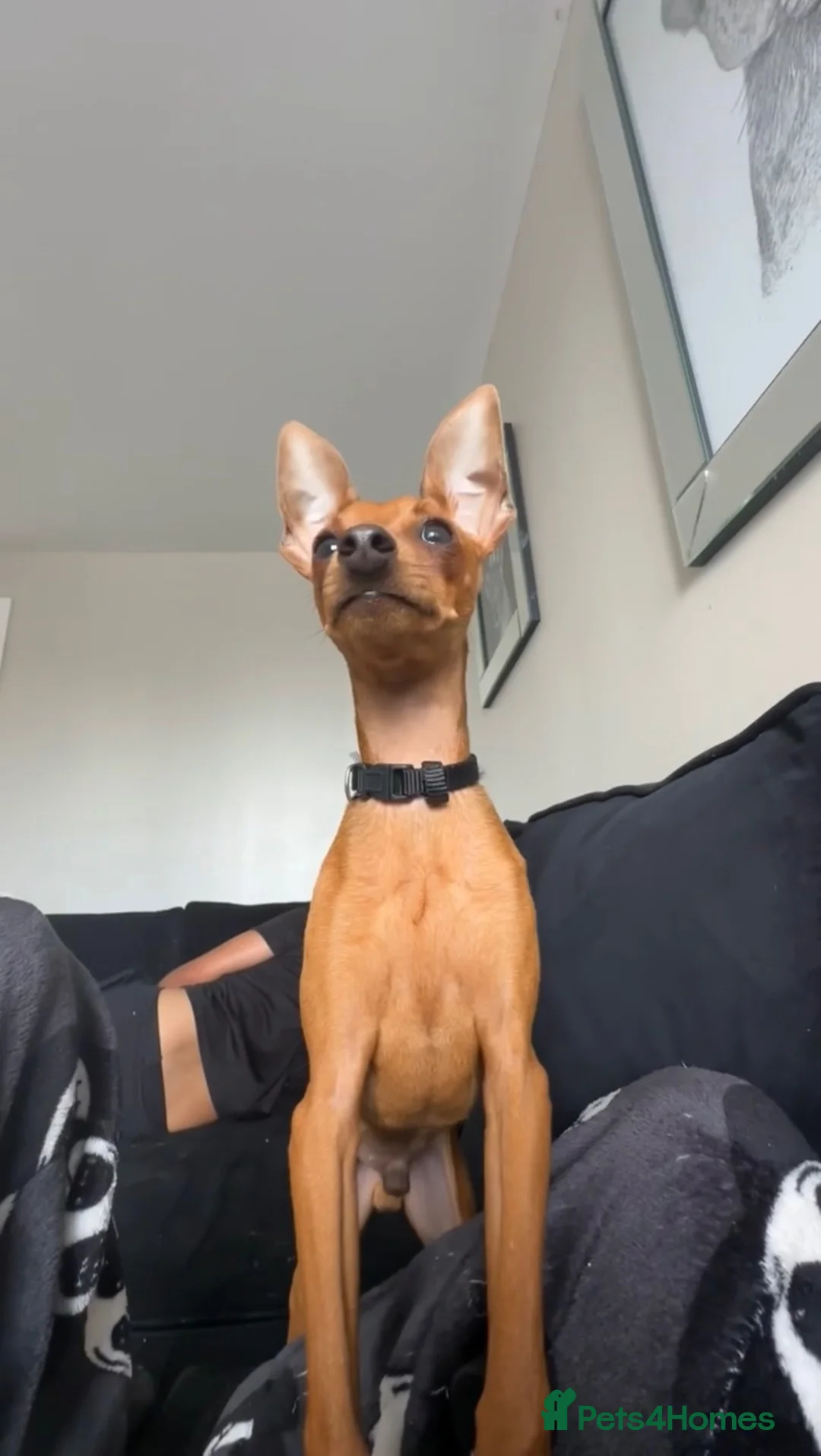 Miniature Pinscher dogs for sale: Miniature pinscher puppies for sale  - Advert 3