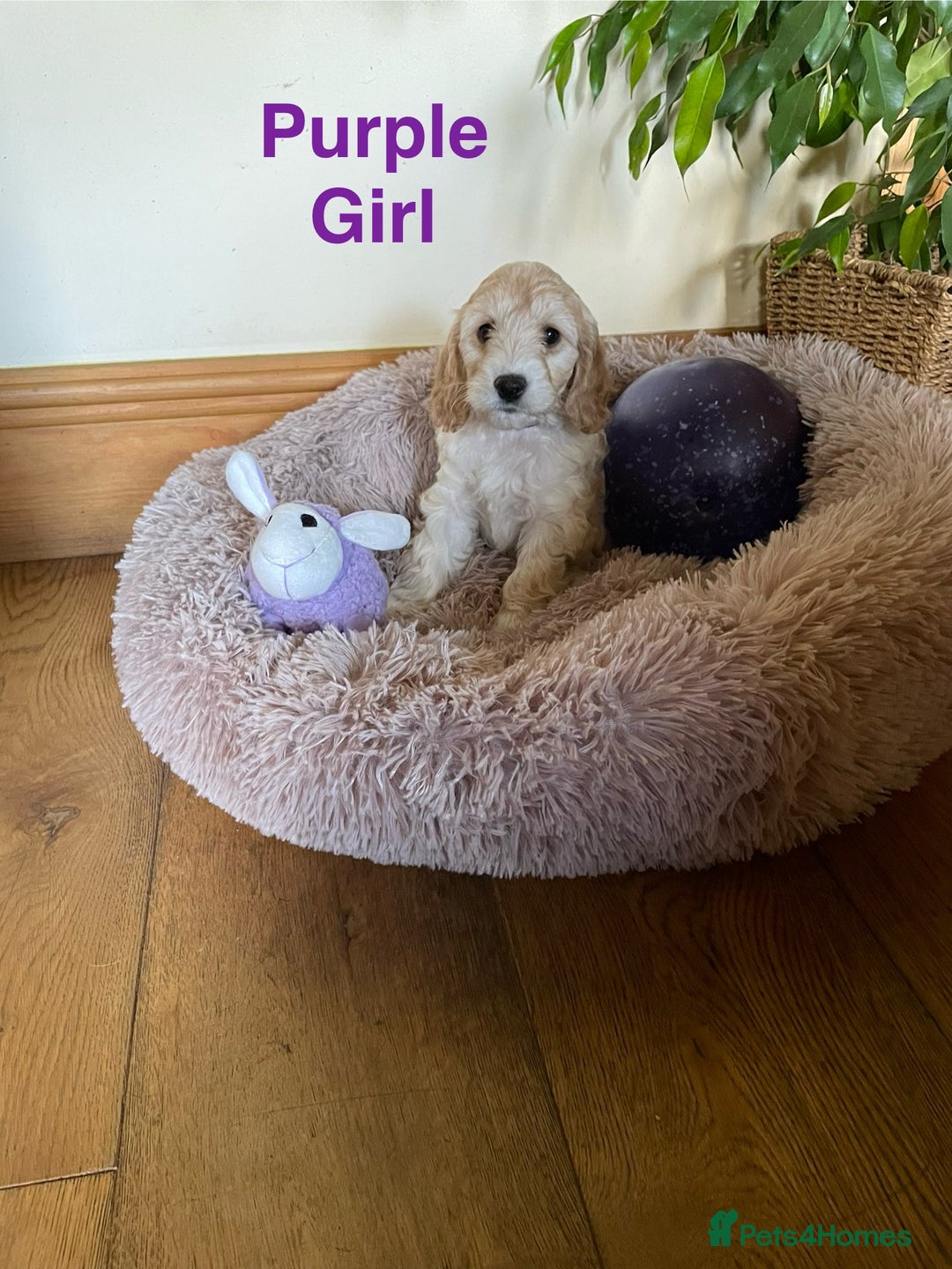 Cockapoo dogs for sale: 5⭐️⭐️⭐️⭐️⭐️RARE F1 champagne TOY Cockapoo pups!⭐️ - Image 4