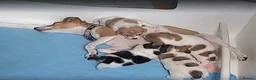 Jack Russell dogs for sale: Gorgeous Jack Russell Puppies - Advert 7