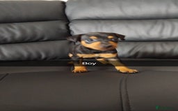 Miniature Pinscher dogs for sale: Last boy of litter  - Advert 5