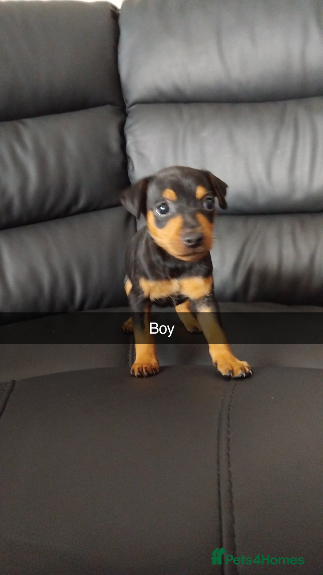 Miniature Pinscher dogs for sale: Last boy of litter  - Advert 5