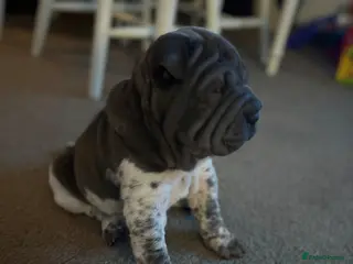 Shar Pei dogs Stunning rare Shar-Pei puppies - Advert 3