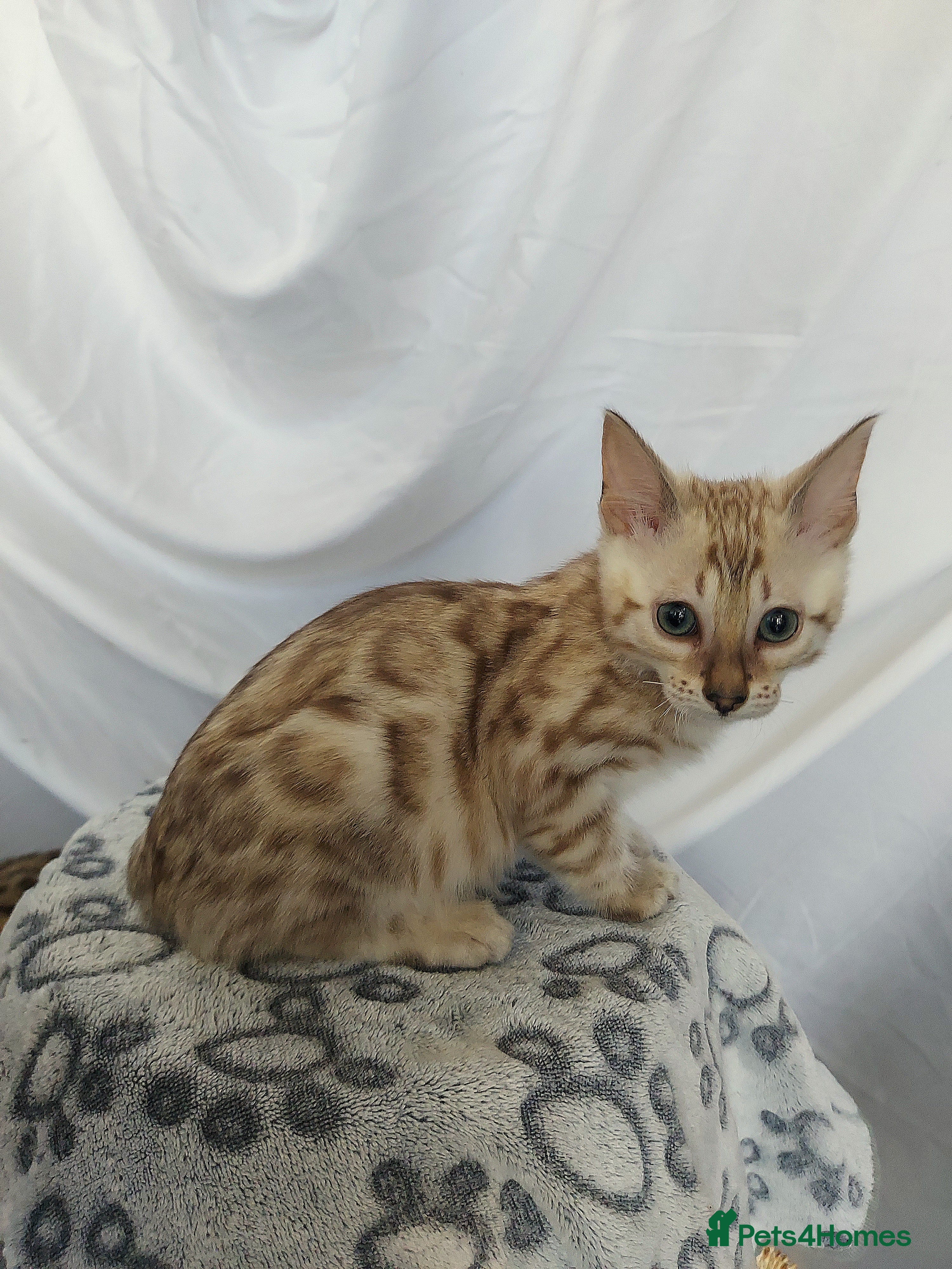 Bengal cats for sale: Pedigree Snow Bengal Kittens  - Advert 6