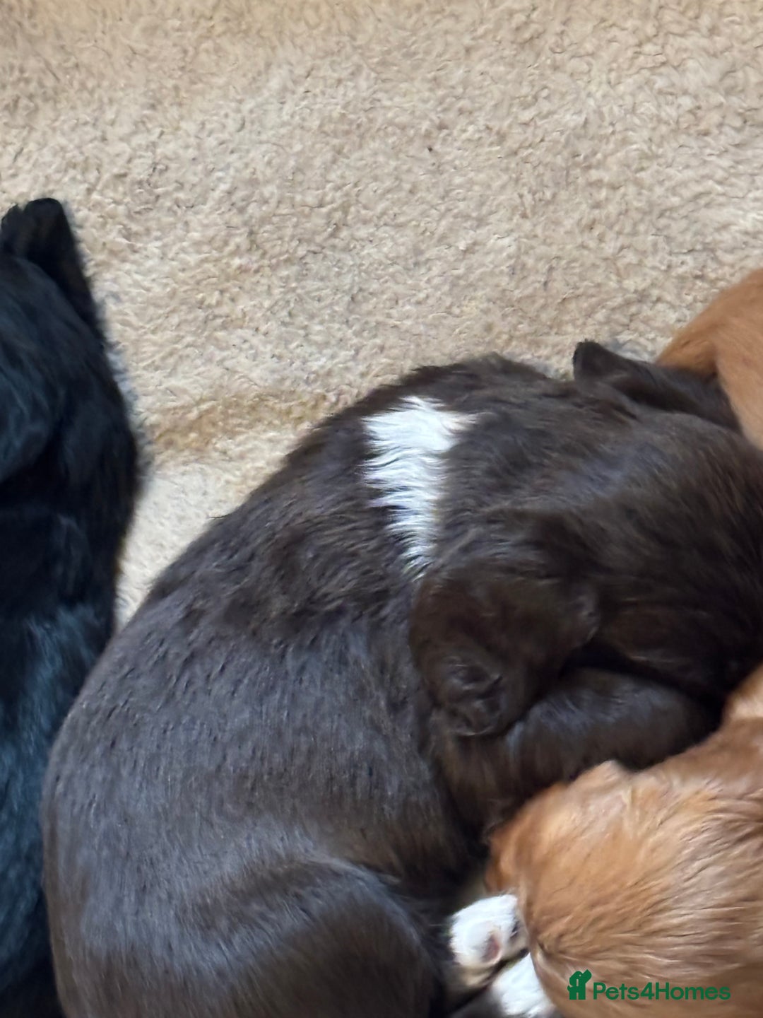 Cocker Spaniel dogs for sale: Gorgeous cocker spaniel ( working type) - Advert 10