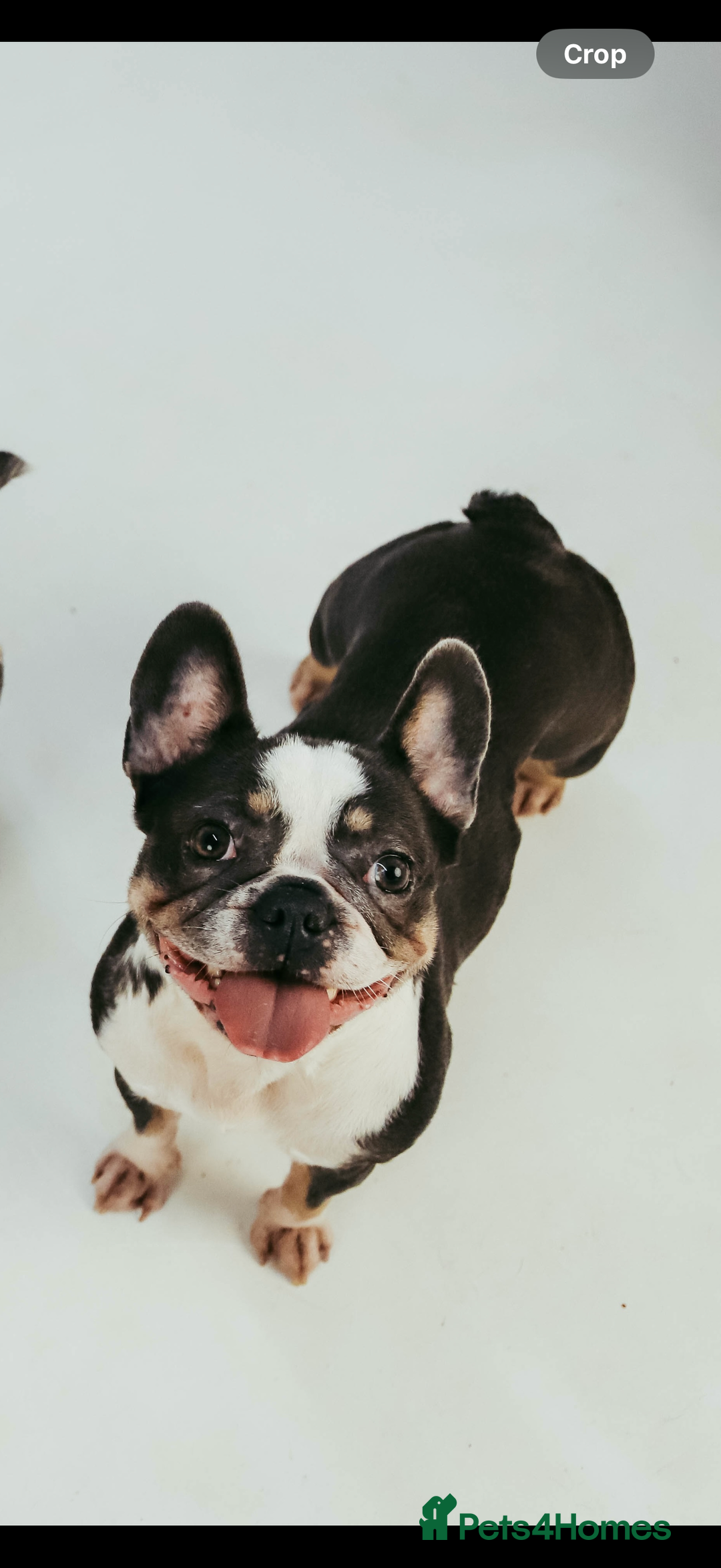 French Bulldog dogs for sale: Beautiful KC registered French Bulldog puppies - Advert 10