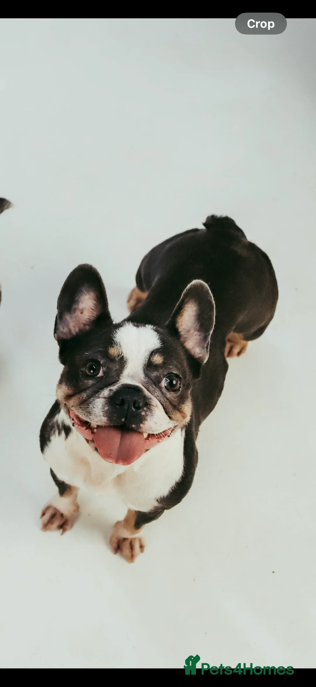 French Bulldog dogs for sale: LAST MALE LEFT beautiful KC reg French Bulldog - Advert 8