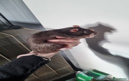 Rat rodents for sale: 4 Male rats for sale  - Image 6