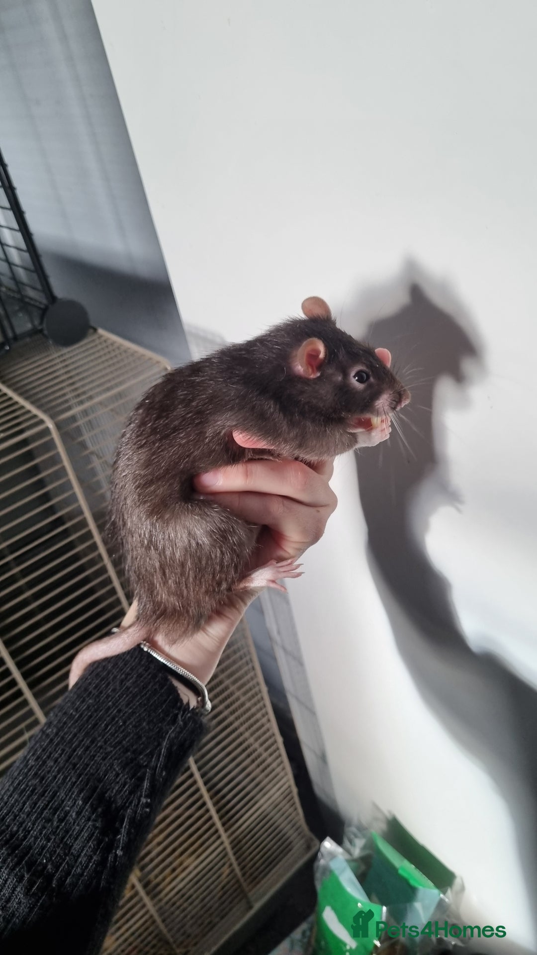 Rat rodents for sale: 4 Male rats for sale  - Image 6